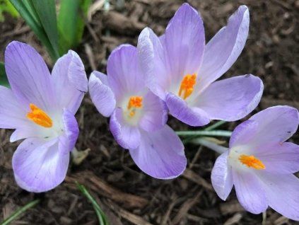 whitewell purple