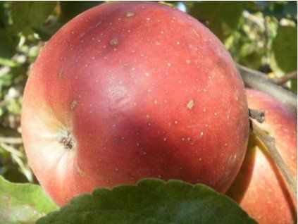 Jabloň 'Deliga'  Malus domestica´Deliga´