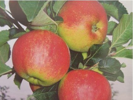 Jabloň 'Dalila'  Malus domestica´Dalila'