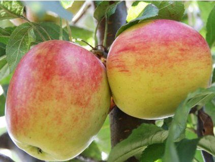 Jabloň 'Dione'  Malus domestica'Dione'