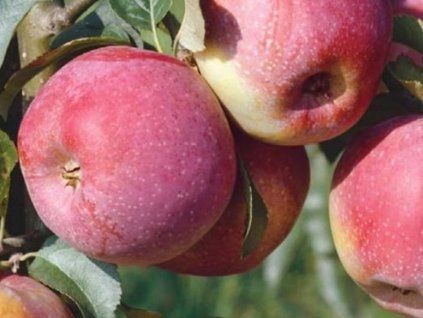 Jabloň 'Dima'  Malus domestica'Dima'
