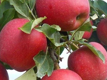 Jabloň 'Kreja'  Malus domestica'Kreja'