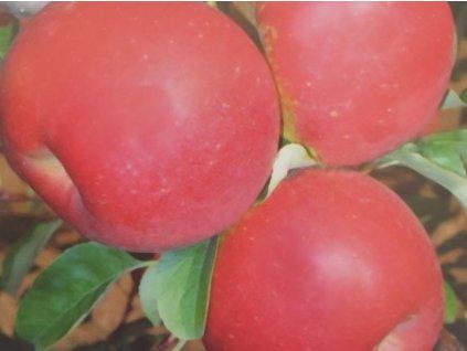 Jabloň 'Rucla'  Malus domestica'Rucla'