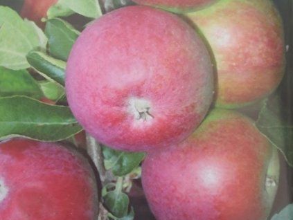 Jabloň 'Zita'  Malus domestica'Zita'