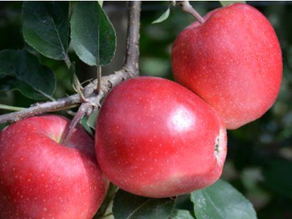 Jabloň 'Gala Galaval'  Malus domestica 'Gala Galaval'