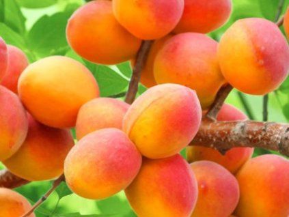 Meruňka 'Perla'  Prunus armeniaca 'Perle'