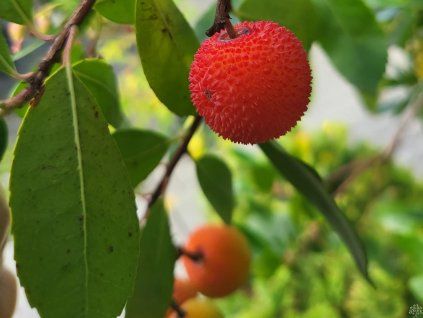 Arbutus unendo (1)