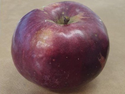 Jabloň 'Běloruské malinové'  Malus domestica 'Běloruské malinové'