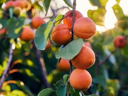 Meruňka 'Triumph Northern'  Prunus armeniaca 'Triumph Northern'