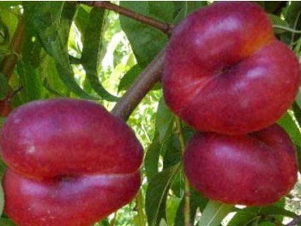 Nektarinka 'Platimoon Platty'  Prunus persica 'Platimoon Platty'