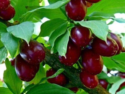 Dřín velkoplodý 'Jewgienia' - kontejner  Cornus mas 'Jewgienia'