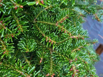 Abies nordmanniana 'Norholstuckl' detail (2)