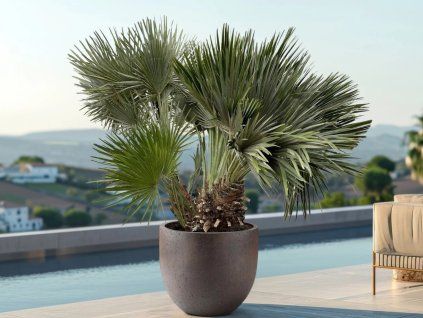 Žumara nízká 'Vulcano'  Chamaerops humilis 'Vulcano'