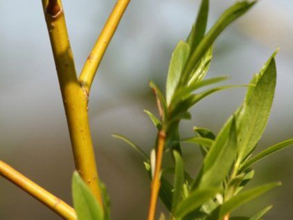 Vrba náhrobní 'Chrysocoma'  Salix x sepulcralis 'Chrysocoma'