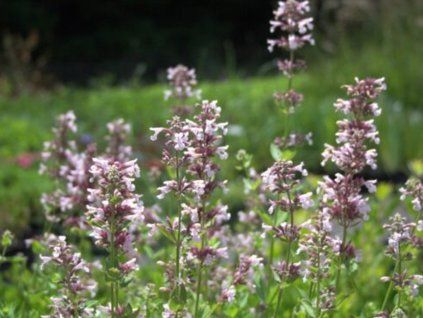 Šanta velkokvětá 'Dawn to Dusk' - Nepeta grandiflora 'Dawn to Dusk'  Nepeta grandiflora 'Dawn to Dusk'