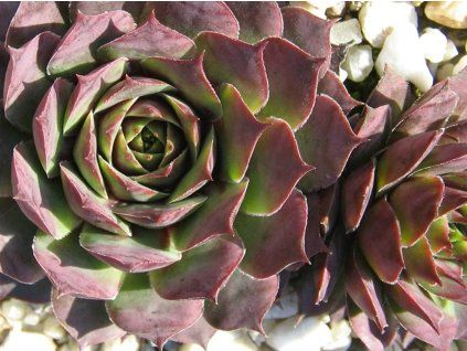 Netřesk x hybr. 'Ruby Heart' - Sempervivum x hybr. 'Ruby Heart'  Sempervivum x hybr. 'Ruby Heart'