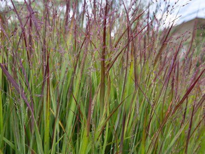 Proso prutnaté  'Shenandoah' - Panicum virgatum 'Shenandoah'  Panicum virgatum 'Shenandoah'