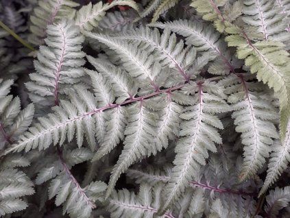 Papratka nipponicum 'Metallicum' - Athyrium nipponicum 'Metallicum'  Athyrium nipponicum 'Metallicum'
