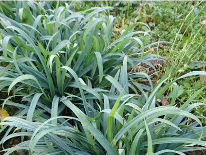 Ostřice 'Bunny Blue' - Carex laxiculmis 'Bunny Blue'  Carex laxiculmis 'Bunny Blue'