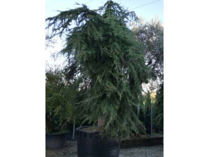 Cedr himalájský 'Pendula'  Cedrus deodara 'Pendula'