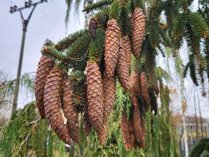 Picea abies 'Inversa'2 (1)