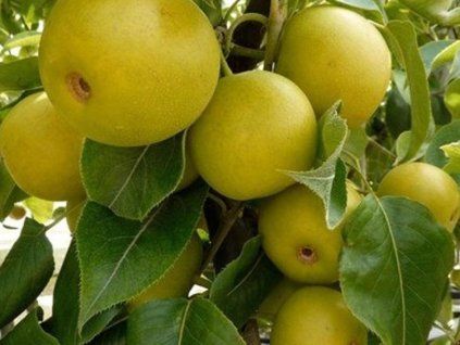 Asijská hrušeň 'Tama'  Pyrus pyrifolia 'Tama'