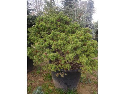 pinus banksiana
