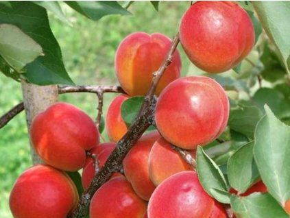Meruňka 'Mino'  Prunus armeniaca 'Mino'