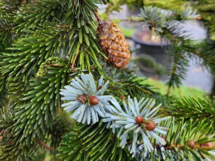 Picea jezoensis� (1)