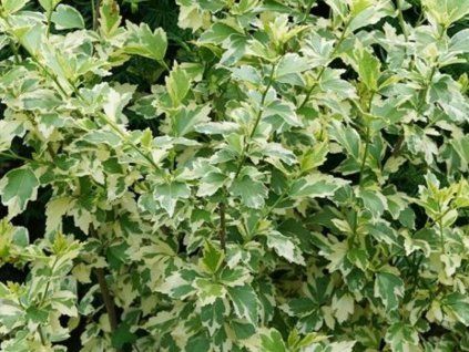 variegata