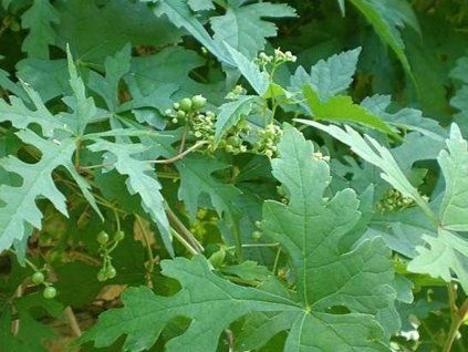 Loubinec omějolistý  Ampelopsis aconitifolia