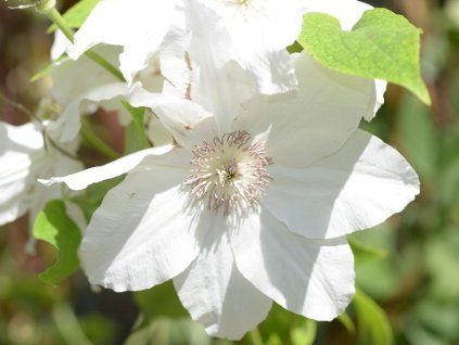Plamének 'Fuyu-No-Tabi'  Clematis 'Fuyu-No-Tabi'