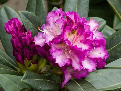 95096 4 rhododenron st ekov 1