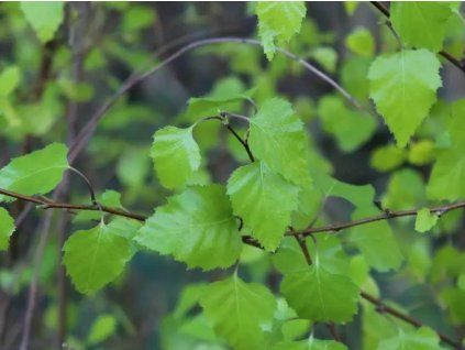 golden leaved birch schneverdinger goldbirke