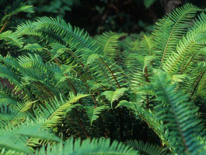 Kapradina munitum - Polystichum munitum  Polystichum munitum