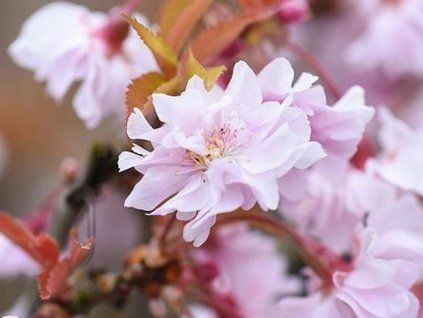 oshidori