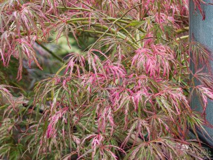 Acer palmatum 'Hana Matoi'
