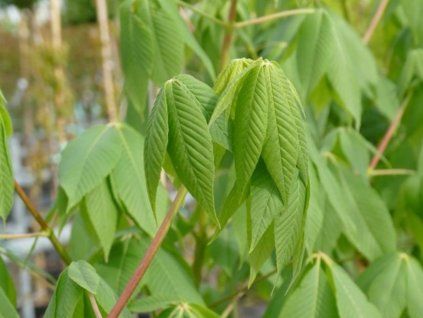 Jírovec Arnoldův  Aesculus arnoldiana
