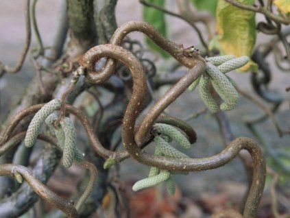 twister3
