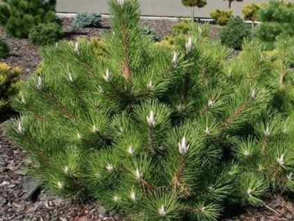 Borovice Thunbergova 'Sayonara'  Pinus thunbergii 'Sayonara'