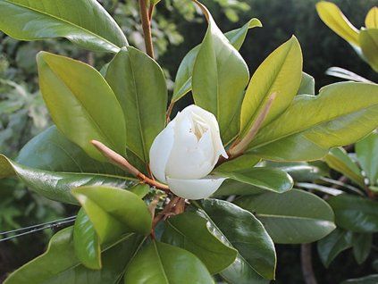 Šácholán velkokvětý 'Francois Treyve'  Magnolia grandiflora 'Francois Treyve'