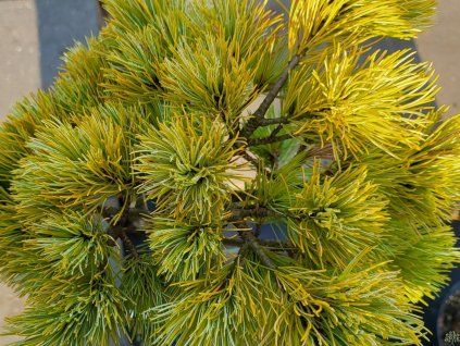 Pinus parviflora 'Beran' (2)