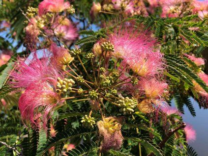 5d4d4a351156c albiziz julibrissin rosea