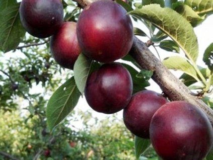 Švestkomeruňka 'Globus'  Prunus x hybrid 'Globus'