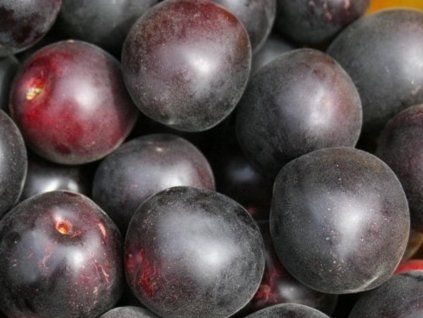 Meruňka černá 'Kubanskij Chernyj'  Prunus armeniaca 'Kubanskij Chernyj'
