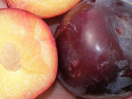 Švestkomeruňka 'Kubanskij'  Prunus hybrid 'Kubanskij'