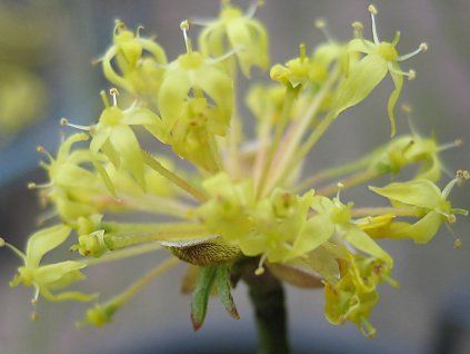 Dřín lékařský  Cornus officinalis