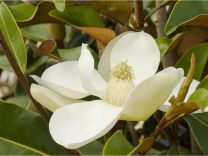 Šácholán velkokvětý 'Bracken's Brown Beauty'  Magnolia grandiflora 'Bracken's Brown Beauty'