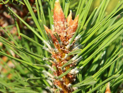 Borovice černá 'Frank'  Pinus nigra 'Frank'