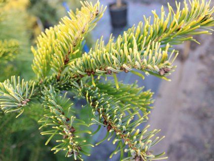 Jedle bělokorá 'Aurea'  Abies alba 'Aurea'